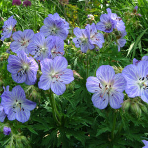 Blue Geranium blue flowers with white silvery prominent veins on the petals, and deeply-lobed foliage.