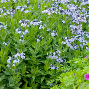 Blue ice Amsonia plants with bright green foliage and beautiful periwinkle blue, star-shaped flowers.