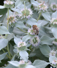 Blunt Mountain Mint pale pink / lavender flowers (one with a pollinator on it) surrounded by leaves with a silver highlight.