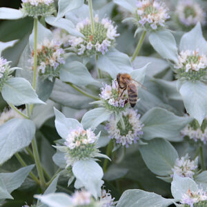 Blunt Mountain Mint pale pink / lavender flowers (one with a pollinator on it) surrounded by leaves with a silver highlight.