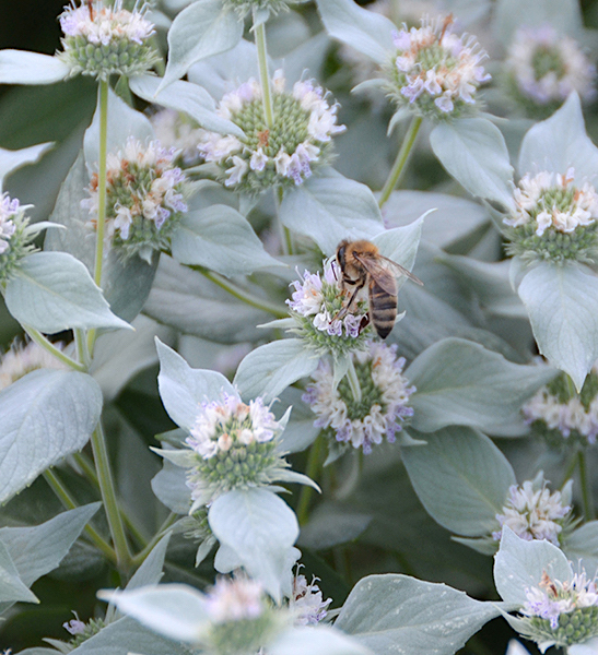 Blunt Mountain Mint pale pink / lavender flowers (one with a pollinator on it) surrounded by leaves with a silver highlight.