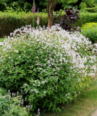 Bowman's Root covered in masses of delicate, star-shaped, white flowers with long, spidery petals on reddish stems.