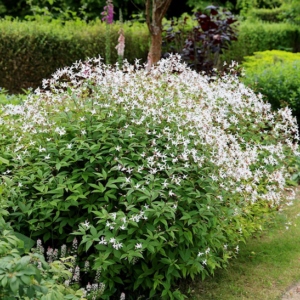 Bowman's Root covered in masses of delicate, star-shaped, white flowers with long, spidery petals on reddish stems.
