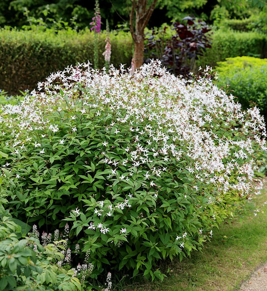 Bowman's Root | Gillenia trifoliata (Porteranthus trifoliata) Bowman's Root covered in masses of delicate, star-shaped, white flowers with long, spidery petals on reddish stems.