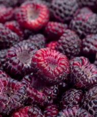 Shiny, purple berries of the Brandywine Purple Raspberry plant.
