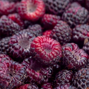 Shiny, purple berries of the Brandywine Purple Raspberry plant.