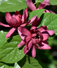 Carolina Allspice shrub's maroon-velvet, magnolia-like flowers against glossy green, oval shaped leaves.