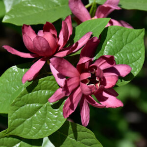 Carolina Allspice shrub's maroon-velvet, magnolia-like flowers against glossy green, oval shaped leaves.