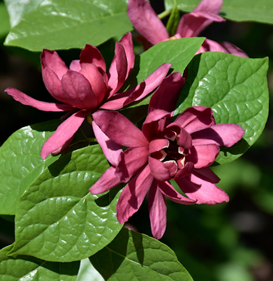 Carolina Allspice plant | Sweet shrub | Calycanthus floridus Carolina Allspice shrub's maroon-velvet, magnolia-like flowers against glossy green, oval shaped leaves.