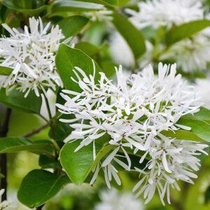 The pure white, fringe-like petals of the Chinese Fringe Tree against shiny, leathery leaves.