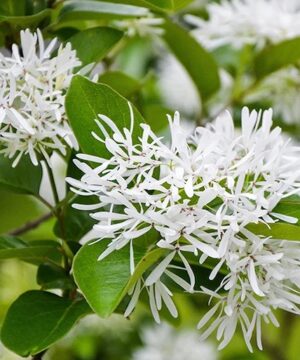 The pure white, fringe-like petals of the Chinese Fringe Tree against shiny, leathery leaves.