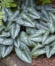 Sea Thrift plant with elongated, heart-shaped dark green leaves with elegant, shimmering silver mottling.