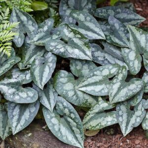 Sea Thrift plant with elongated, heart-shaped dark green leaves with elegant, shimmering silver mottling.