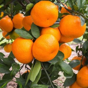 Citrus unshiu Okitsu Wase Satsuma orange fruits on the branch.