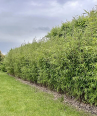 A hedge of clumping bamboo.