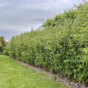 A hedge of clumping bamboo.