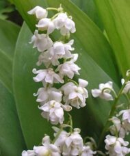 Double, bell-shaped white flowers of Convallaria Majalis Prolificans surrounded by broad tulip-like leaves.
