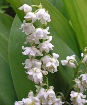 Double, bell-shaped white flowers of Convallaria Majalis Prolificans surrounded by broad tulip-like leaves.