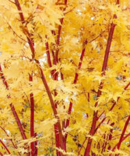 Coral Bark Japanese Maple Tree bright yellow leaves against bright coral branches.