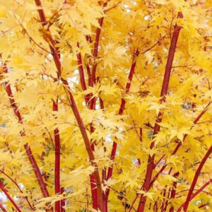 Coral Bark Japanese Maple Tree bright yellow leaves against bright coral branches.