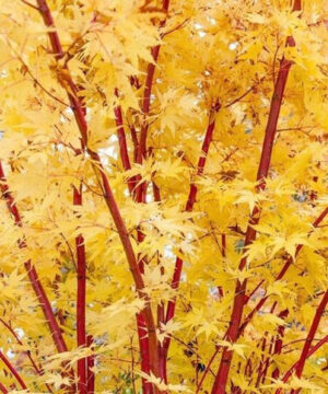 Coral Bark Japanese maple tree | Sango Kaku Japanese maple tree Coral Bark Japanese Maple Tree bright yellow leaves against bright coral branches.