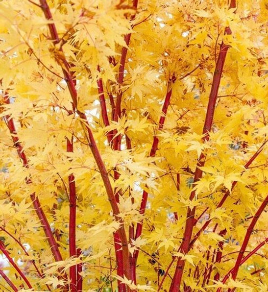 Coral Bark Japanese Maple Tree bright yellow leaves against bright coral branches.