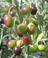 Coratina Olive Tree branch covered with small, fleshy fruits in green, yellow, red, and burgundy.