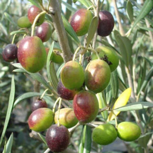 Coratina Olive Tree branch covered with small, fleshy fruits in green, yellow, red, and burgundy.