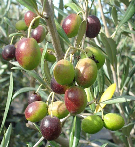 Coratina Olive Tree | Coratina Olive plant Coratina Olive Tree branch covered with small, fleshy fruits in green, yellow, red, and burgundy.
