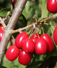 Cornelian Cherry Dogwood cherry-like, red drupes hanging in clusters from stems.
