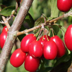 Cornelian Cherry Dogwood cherry-like, red drupes hanging in clusters from stems.