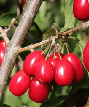 Cornelian Cherry Dogwood cherry-like, red drupes hanging in clusters from stems.