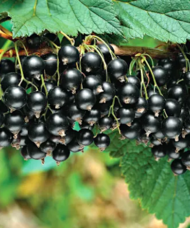 Masses of dark fruits hanging on the branch of a Crandall Clove Currant.