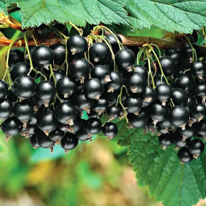 Masses of dark fruits hanging on the branch of a Crandall Clove Currant.