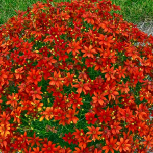 A Crazy Cayenne Coreopsis perfectly rounded mound of intense fiery-orange flowers.