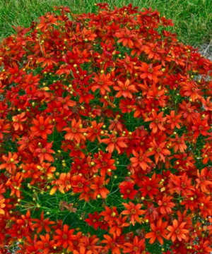 A Crazy Cayenne Coreopsis perfectly rounded mound of intense fiery-orange flowers.