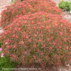 Flamboyant round mounds of Cushion Spurge with foliage in deep purple, red, orange and green.