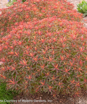 Flamboyant round mounds of Cushion Spurge with foliage in deep purple, red, orange and green.
