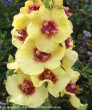 Dark Eyes Muellin spikes of creamy yellow flowers accented with deep maroon.