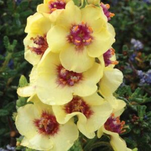 Dark Eyes Muellin spikes of creamy yellow flowers accented with deep maroon.
