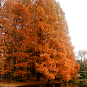 Dawn Redwood trees in the fall with their beautiful red-bronze foliage.