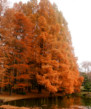 Dawn Redwood trees in the fall with their beautiful red-bronze foliage.