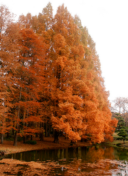 Dawn Redwood trees in the fall with their beautiful red-bronze foliage.