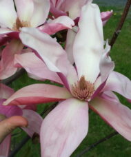 The enormous multishade, rose-pink flowers of Daybreak Magnolia, with white interiors, and ink brushed, pale-yellow stamens.