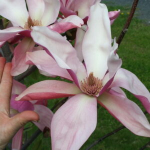 The enormous multishade, rose-pink flowers of Daybreak Magnolia, with white interiors, and ink brushed, pale-yellow stamens.