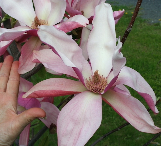 Daybreak Magnolia | Pink Magnolia | Columnar Magnolia The enormous multishade, rose-pink flowers of Daybreak Magnolia, with white interiors, and ink brushed, pale-yellow stamens.