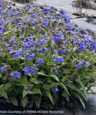 A swath of Deep Blue Lungwort with clusters of blue flowers rising above broad green foliage with silver dapples.