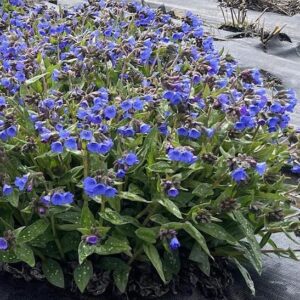 A swath of Deep Blue Lungwort with clusters of blue flowers rising above broad green foliage with silver dapples.