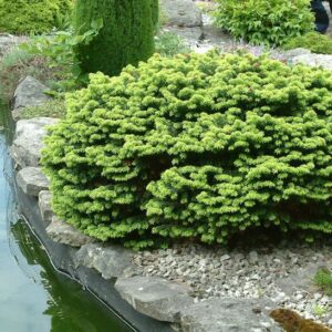 Dwarf Balsam Fir Tree shrub with low, laterally spreading branches of plump, green needles, and laterally round habit.