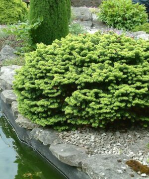 Dwarf Balsam Fir Tree shrub with low, laterally spreading branches of plump, green needles, and laterally round habit.